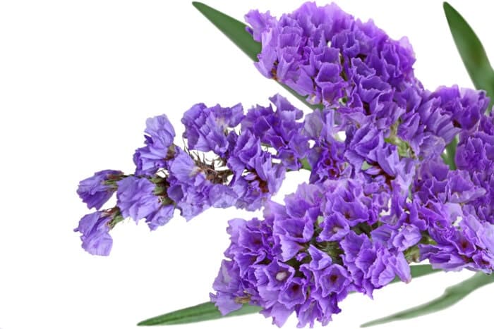 Cách trồng Hoa oải hương đẹp trong khu vườn xinh đẹp 15 tác dụng của hoa oải hương