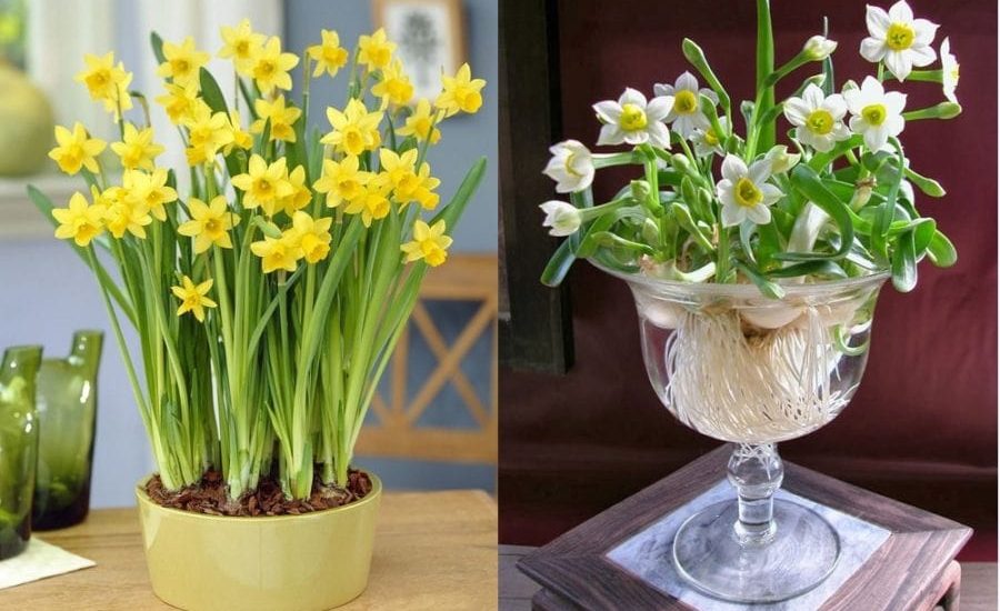 Kỹ thuật trồng và chăm sóc hoa thủy tiên đẹp 11 trồng thủy tiên trong chậu tuyệt đẹp