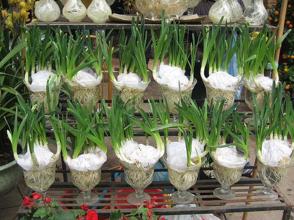 Kỹ thuật trồng và chăm sóc hoa thủy tiên đẹp 4 Cách trồng hoa thủy tiên