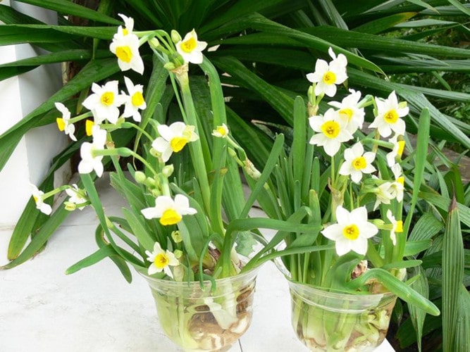 Kỹ thuật trồng và chăm sóc hoa thủy tiên đẹp 5 Cách trồng hoa thủy tiên vào trong chậu