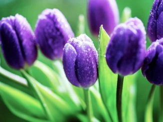 Cách trồng và chăm sóc hoa tulip đẹp 13 hoa tulip 4