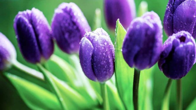 hoa-tulip (4)