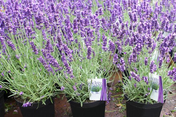 Cách trồng Hoa oải hương đẹp trong khu vườn xinh đẹp 26 Ý nghĩa của hoa oải hương Lavender trong tình yêu