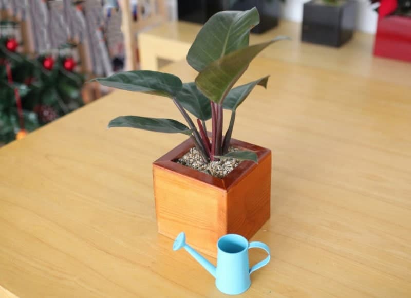 Cây Trầu bà đế vương trên bàn làm việc 2 chậu cây trầu bà đế vương đỏ phát triển