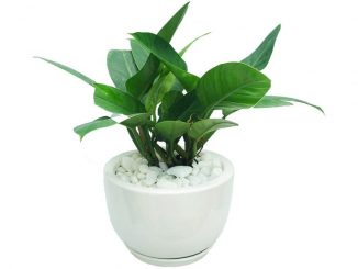 Cây Trầu bà đế vương trên bàn làm việc 3 trau ba de vuong 6 min