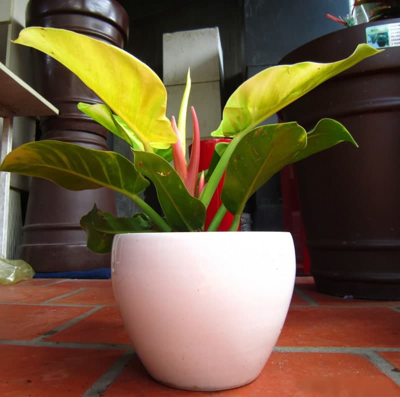 Cây Trầu bà đế vương trên bàn làm việc 5 Cây Trầu bà đế vương đỏ trong bàn làm việc