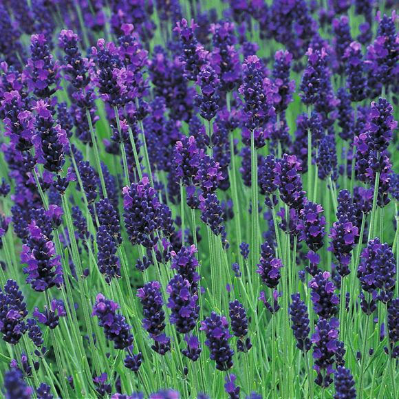 Cách trồng Hoa oải hương đẹp trong khu vườn xinh đẹp 17 True Lavender