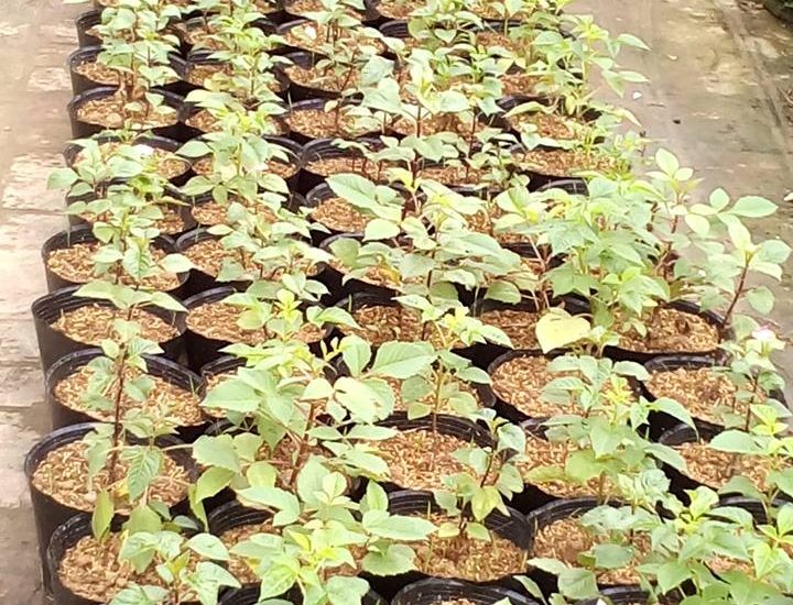 Chăm sóc hoa thược dược quanh năm- xanh tươi tốt 7 cách nhân giống hoa thược dược hàng loạt cây nhỏ