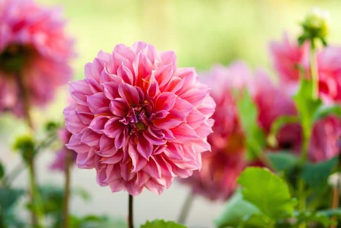 Chăm sóc hoa thược dược quanh năm- xanh tươi tốt 3 bông hoa thược dược đứng một mình