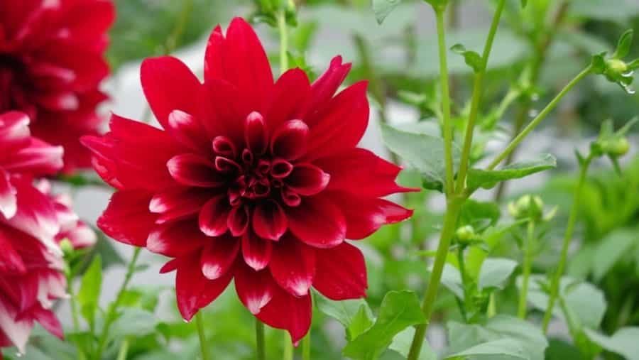 Chăm sóc hoa thược dược quanh năm- xanh tươi tốt 5 ấn tượng trước vẻ đẹp thuần khiết của hoa thược dược