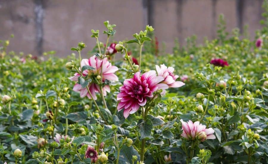 Chăm sóc hoa thược dược quanh năm- xanh tươi tốt 4 vẻ đẹp của những bông hoa thược dược