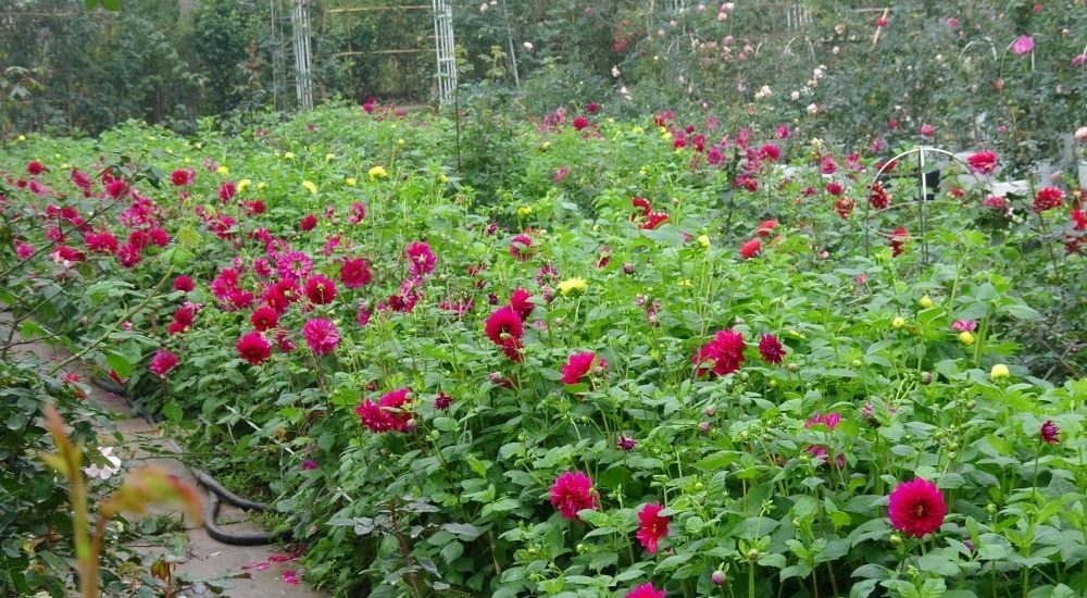 Chăm sóc hoa thược dược quanh năm- xanh tươi tốt 15 khu vườn hoa thược dược ngập tràn hoa