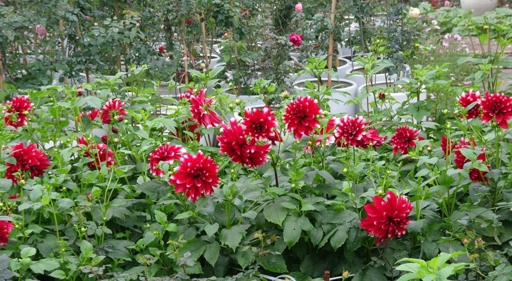 Chăm sóc hoa thược dược quanh năm- xanh tươi tốt 16 đường hoa thược dược đẹp nhất