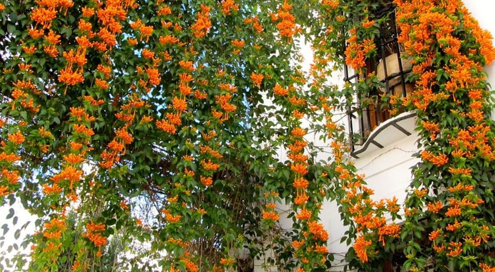 Cách trồng và chăm sóc cây hoa leo rạng đông đẹp 5 Cách trồng và chăm sóc cây hoa leo rạng đông đẹp