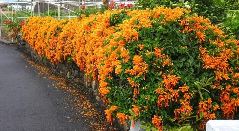 Cách trồng và chăm sóc cây hoa leo rạng đông đẹp 7 ngắm nhìn những bờ tường phủ cây hoa rạng đông