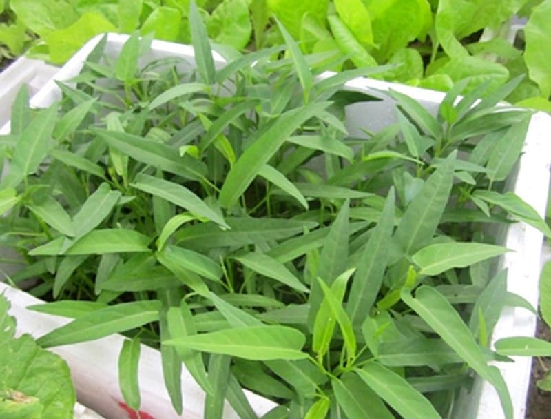 Trồng Cây rau muống sạch trong thùng xốp 14 rau muống trên sân thượng