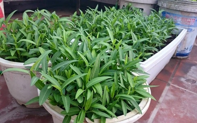 Trồng Cây rau muống sạch trong thùng xốp 1 Trồng Cây rau muống sạch trong thùng xốp
