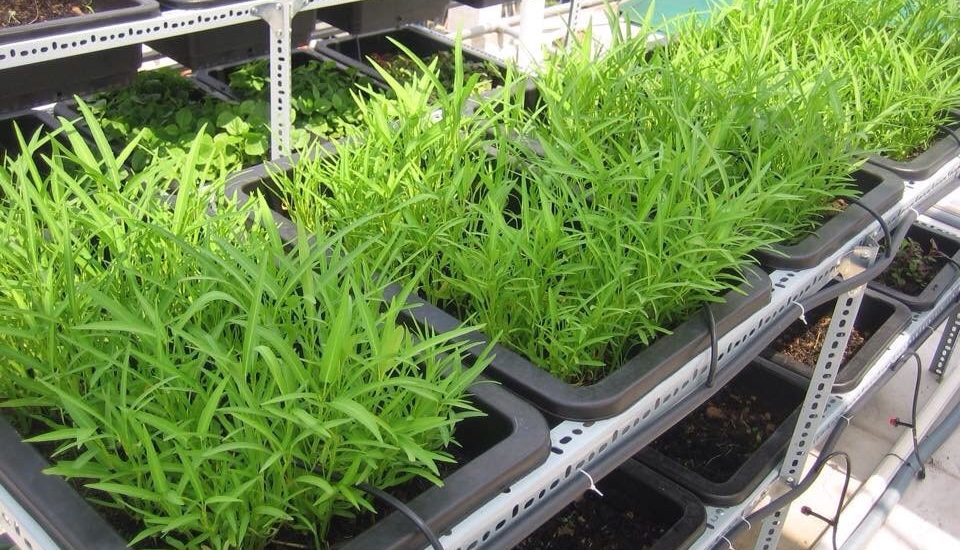 Trồng Cây rau muống sạch trong thùng xốp 7 trồng rau muống trên sân thượng