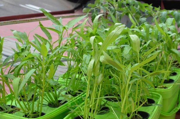 Trồng Cây rau muống sạch trong thùng xốp 2 trồng rau muống