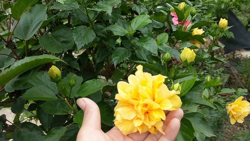 Cách chăm sóc hoa dâm bụt ra hoa quanh năm - ý nghĩa hoa dâm bụt 16 hoa dâm bụt màu vàng khoe sắc