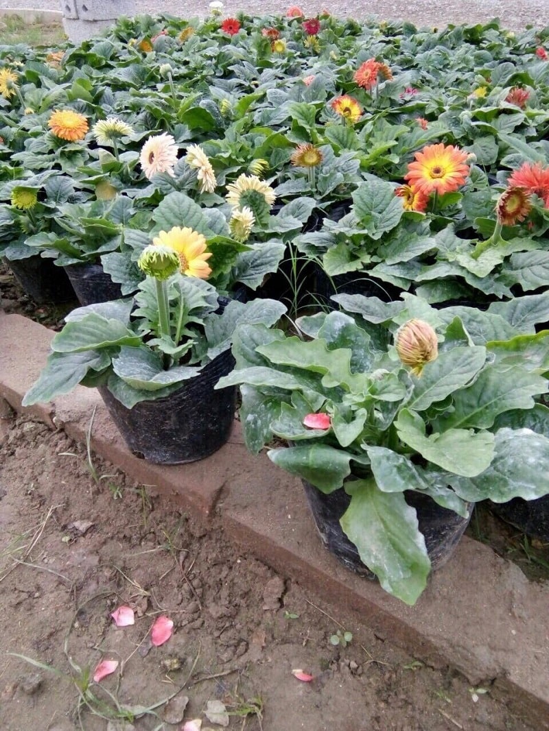 Hoa đồng tiền-ý nghĩa trong cuộc sống-cách chăm sóc 11 cây hoa đồng tiền được chăm sóc tốt