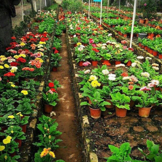 Hoa đồng tiền-ý nghĩa trong cuộc sống-cách chăm sóc 6 những cây hoa đồng tiền phát triển trong điều kiện tốt