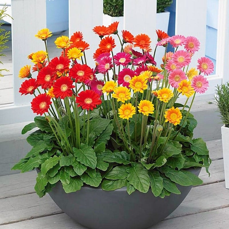 Hoa đồng tiền-ý nghĩa trong cuộc sống-cách chăm sóc 17 hoa đồng tiềng hợp với tuổi nào Kỹ thuật trồng và chăm sóc hoa đồng tiền quanh năm