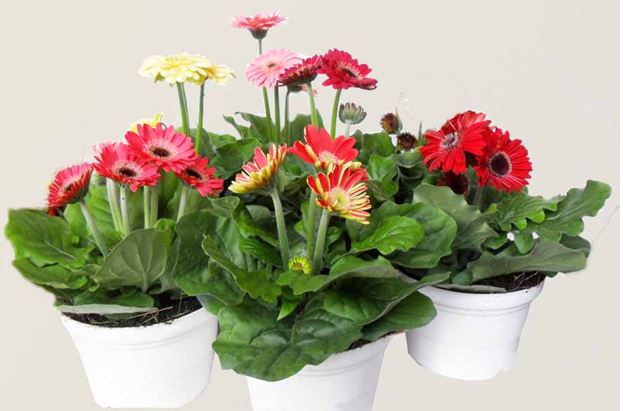 Hoa đồng tiền-ý nghĩa trong cuộc sống-cách chăm sóc 13 hoa đồng tiền đẹp nở rực rỡ