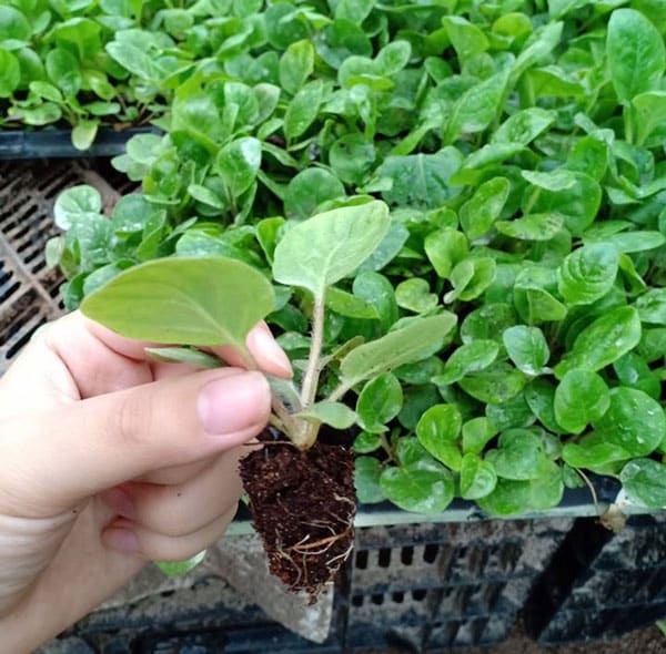 Hoa đồng tiền-ý nghĩa trong cuộc sống-cách chăm sóc 4 những cây hoa đồng tiền nhỏ