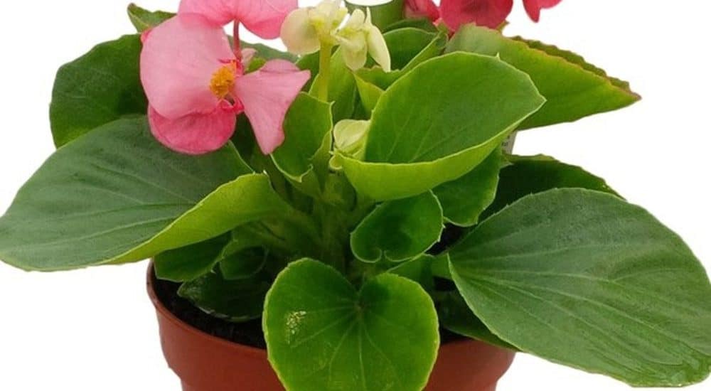 Cách trồng và chăm sóc hoa Thu Hải Đường 2 hoa thu hải đường trồng chậu