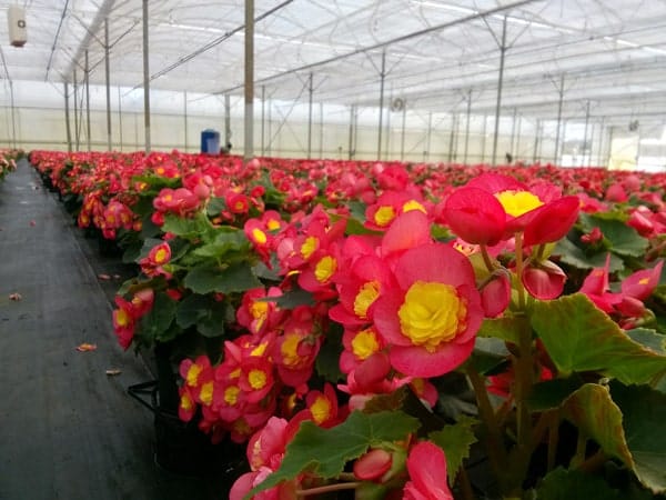 Cách trồng và chăm sóc hoa Thu Hải Đường 8 khu vườn trồng hoa thu hải đường