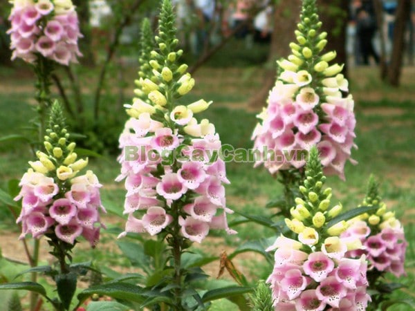 kỹ thuật trồng hoa mao địa hoàng 6 vườn cây mao địa hoàng khoe sắc