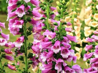kỹ thuật trồng hoa mao địa hoàng 48 hoa mao dia hoang 6