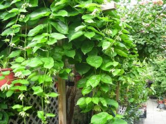 Cách trồng và chăm sóc Cây hoa thiên lý 1 hoa thien ly 1 min