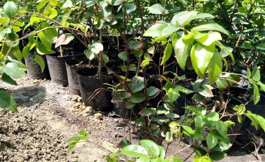 Cách trồng và chăm sóc cây nho thân gỗ quý hiếm 6 Chọn cây nhỏ có chiều cao từ 1m trở lên cho năng xuất