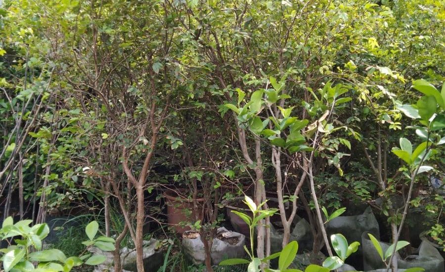 Cách trồng và chăm sóc cây nho thân gỗ quý hiếm 16 những cây nho thân gỗ