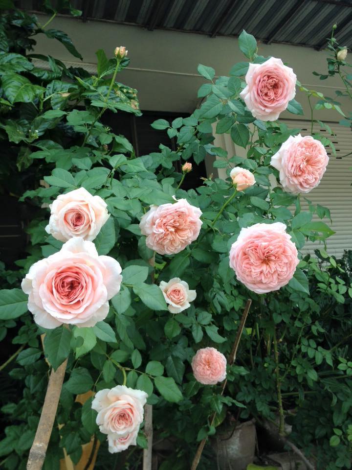 Chăm sóc Hoa hồng leo Abraham Darby rose 3 chăm sóc Hoa hồng leo Abraham Darby rose xinh đẹp