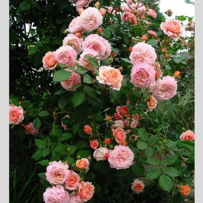 Chăm sóc Hoa hồng leo Abraham Darby rose 14 những chùm bông hoa hồng xinh đẹp