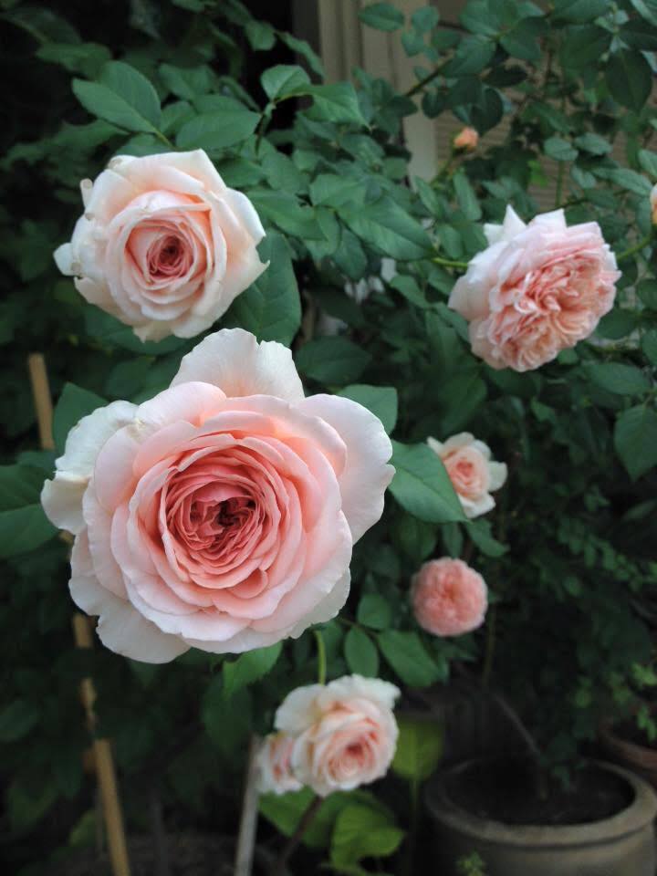 Chăm sóc Hoa hồng leo Abraham Darby rose 5 Hoa hồng leo Abraham Darby rose