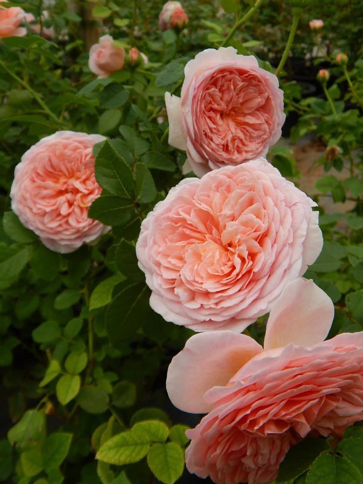 Chăm sóc Hoa hồng leo Abraham Darby rose 4 bông hoa chăm sóc Hoa hồng leo Abraham Darby rose xinh đẹp
