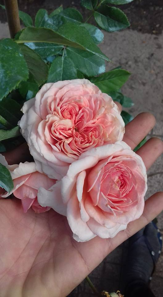 Chăm sóc Hoa hồng leo Abraham Darby rose 9 buổi sáng với những bông hoa hồng đẹp nở rất đẹp