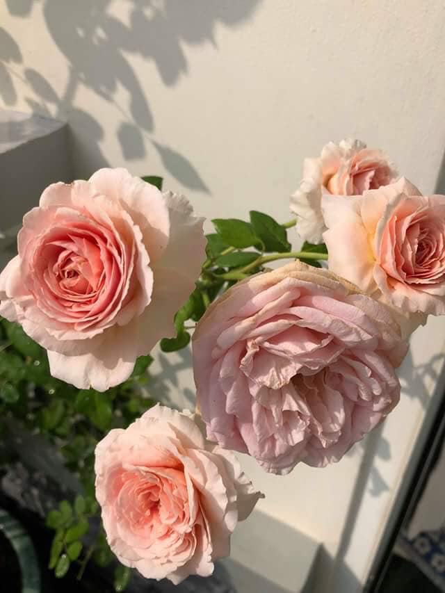 Chăm sóc Hoa hồng leo Abraham Darby rose 11 một điểm nhấn mới của dòng hoa hồng đẹp
