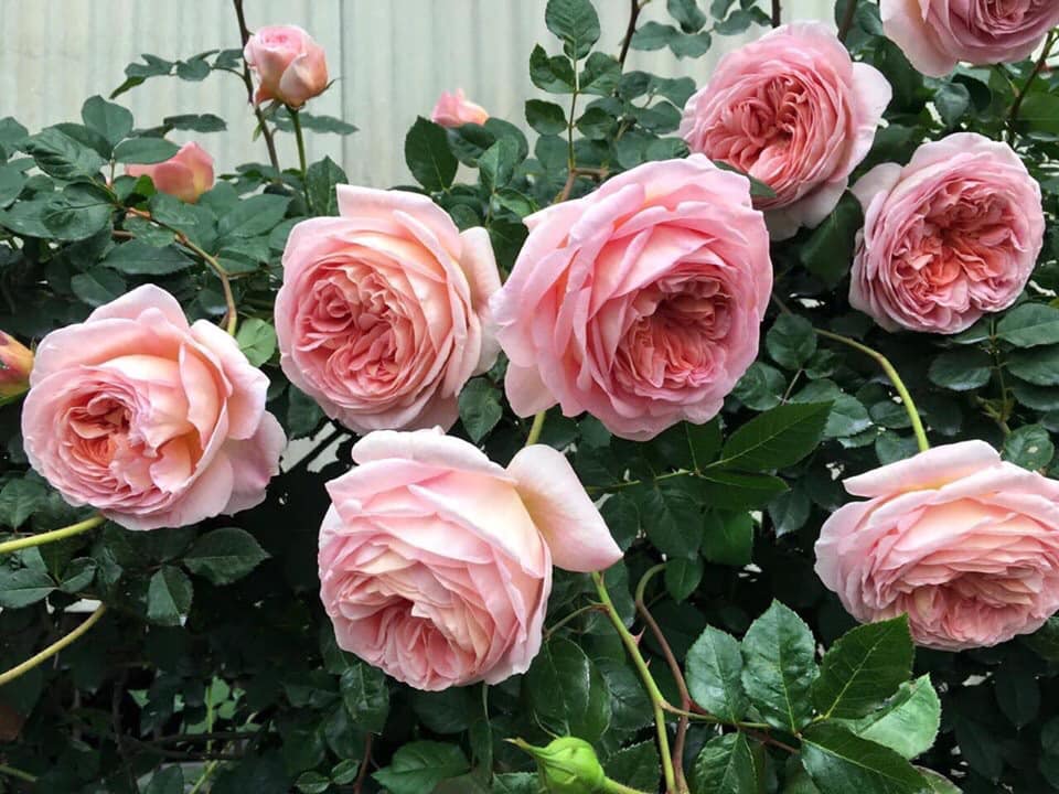 Chăm sóc Hoa hồng leo Abraham Darby rose 10 những bông hoa hồng khoe sắc sớm mai