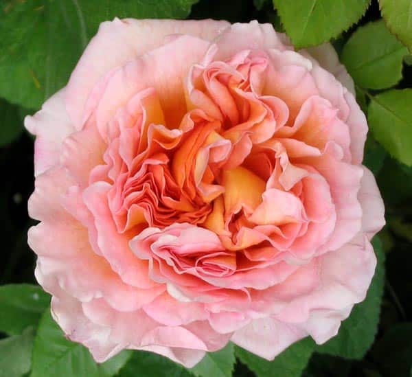 Chăm sóc Hoa hồng leo Abraham Darby rose 12 Cách Chăm sóc Hoa hồng leo Abraham Darby rose