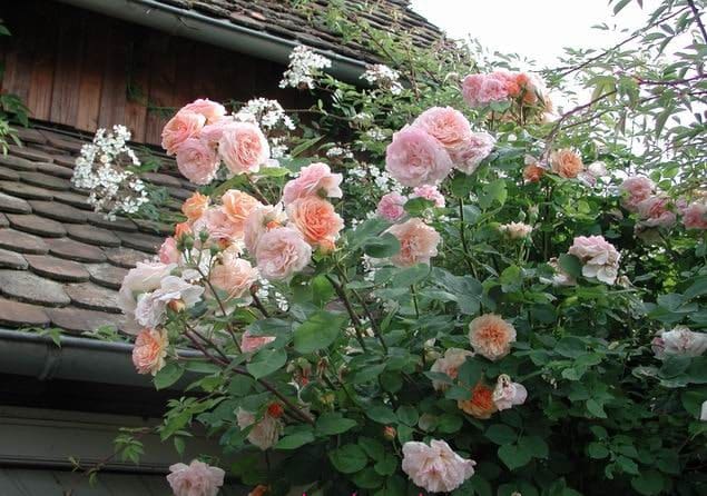 Chăm sóc Hoa hồng leo Abraham Darby rose 15 hãy cảm nhận được sự thay đổi của những bông hoa hồng