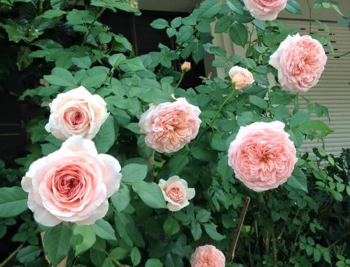 Chăm sóc Hoa hồng leo Abraham Darby rose 7 buổi sáng với những bông hoa hồng đẹp