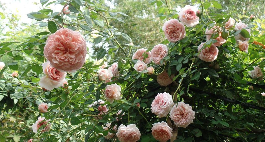 Chăm sóc Hoa hồng leo Abraham Darby rose 2 những cây Hoa hồng leo Abraham Darby rose
