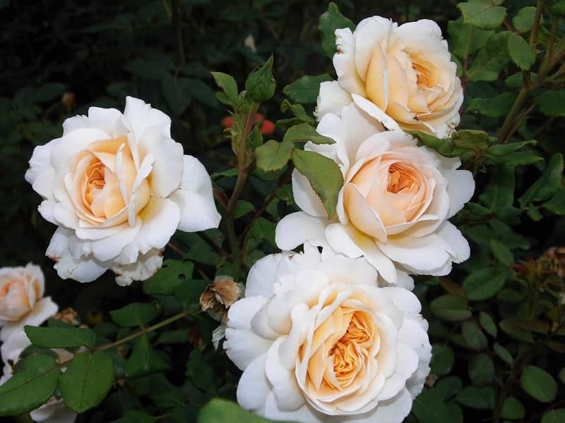 Chăm sóc Hoa hồng leo Crocus rose xinh đẹp 12 Cách Chăm sóc Hoa hồng leo Crocus rose xinh đẹp