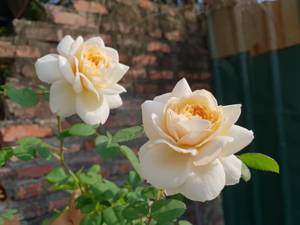 Chăm sóc Hoa hồng leo Crocus rose xinh đẹp 13 Cách Chăm sóc Hoa hồng leo Crocus rose xinh đẹp
