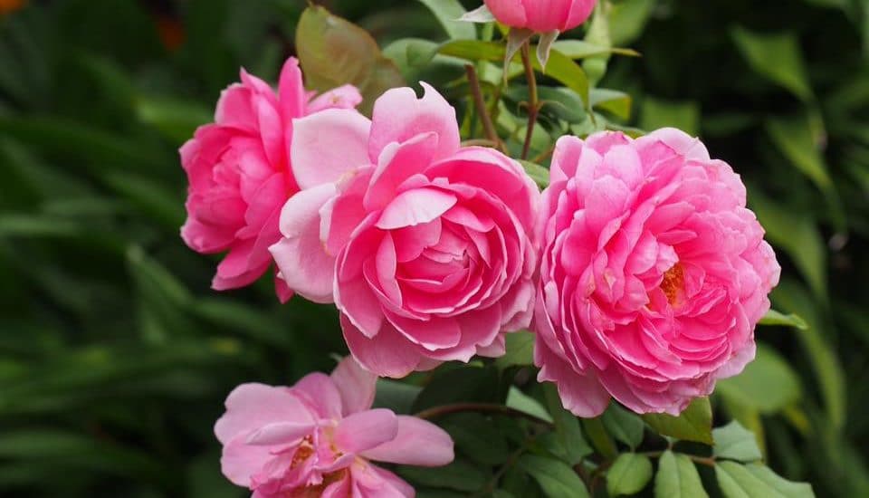 Chăm sóc Hoa hồng leo Huntington Rose 1 Hoa hồng leo Huntington Rose